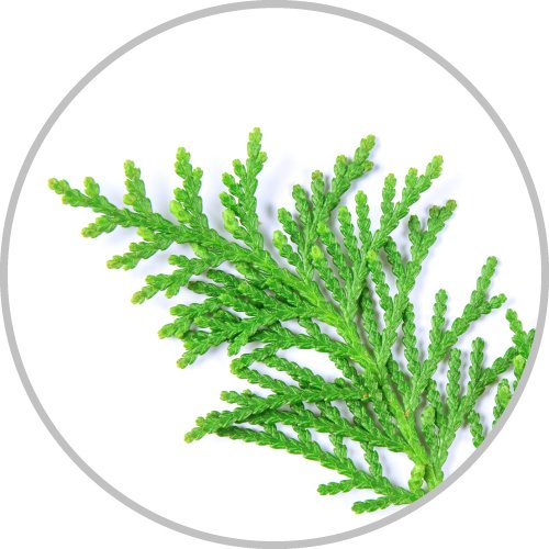 Cedar