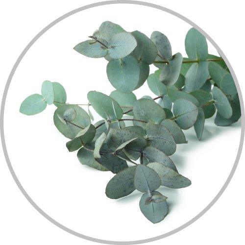 Eucalyptus