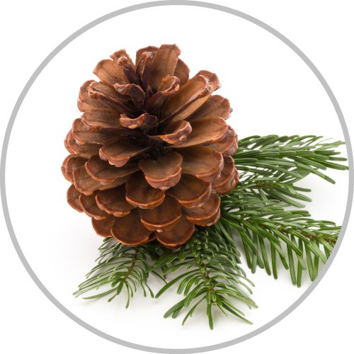 Pine